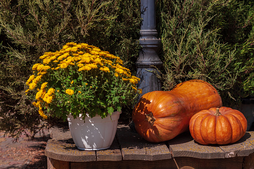 Fresh, brightly coloured pumpkin varieties in yard