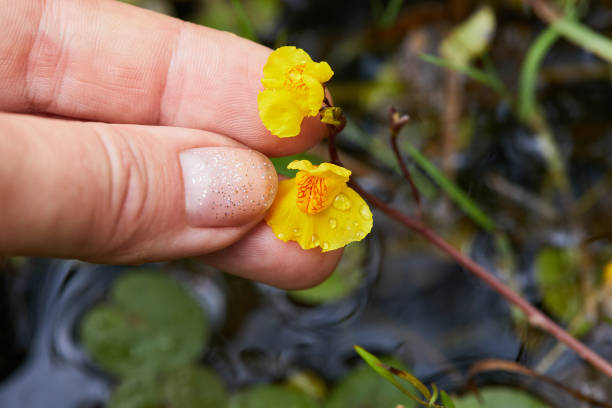Utricularia vulgaris, a kind of carnivorous plant Utricularia vulgaris, a kind of carnivorous plant, it grows in pond. Bladderwort - Utricularia australis utricularia stock pictures, royalty-free photos & images