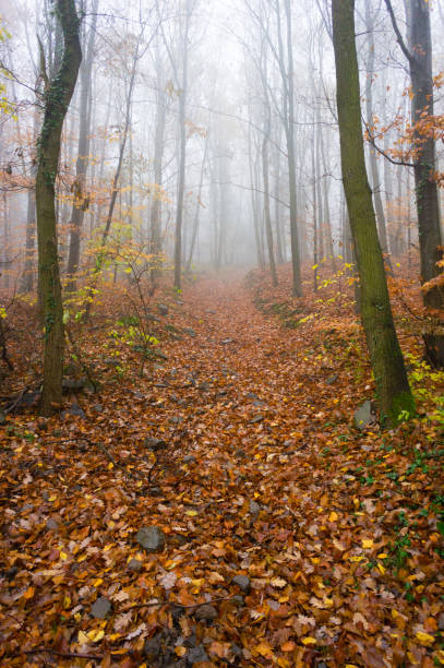 istock Woodland fog 1280586512