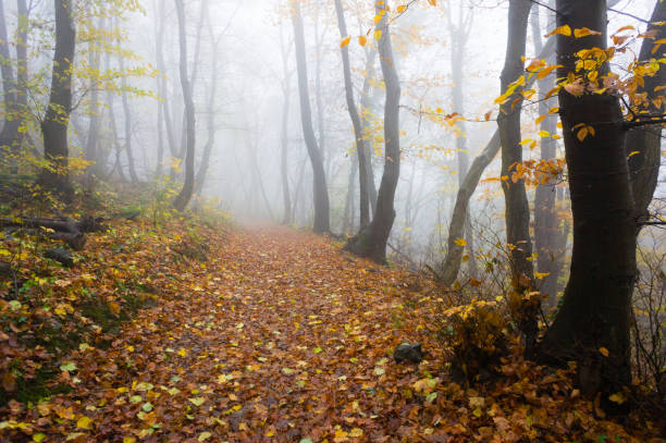 istock Woodland fog 1280587373