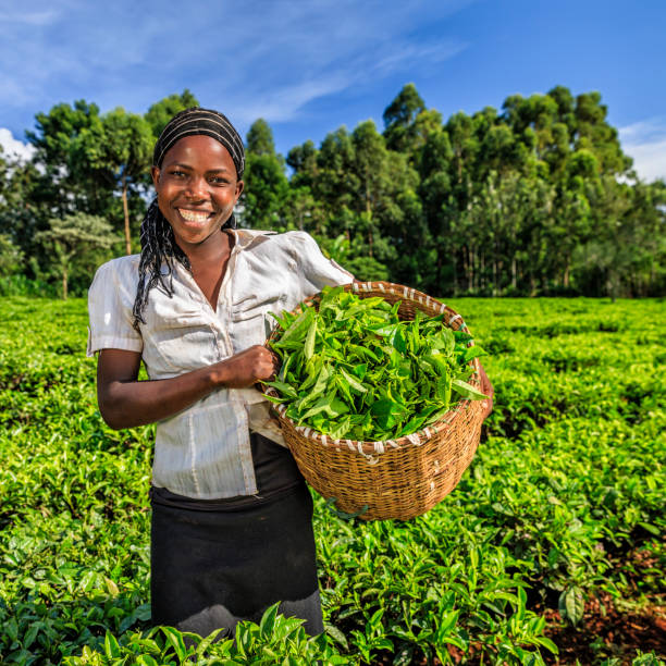 femmes africaines cueillant des feuilles de thé sur la plantation, kenya, afrique de l’est - tea crop plantation tea leaves farmer photos et images de collection