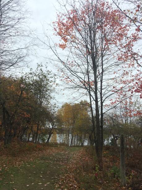 istock Fallen leaves in New Brunswick Canada. 1280592487