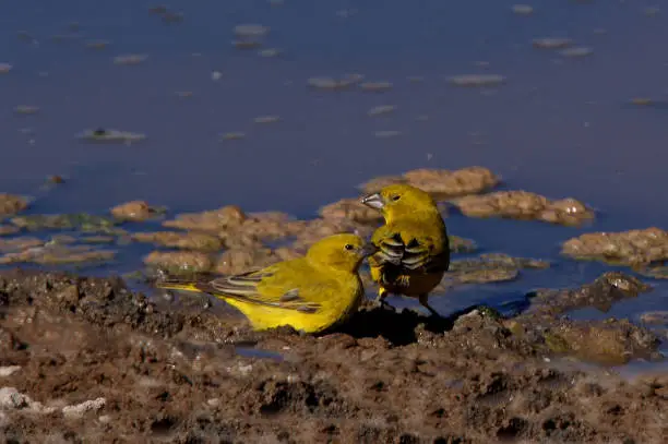 Puna Yellow-finch (Sicalis lutea) two males at waters edge drinking"n"nSalta, Argentina           January