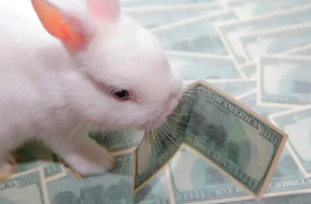 Photo of image of rabbit money banknote