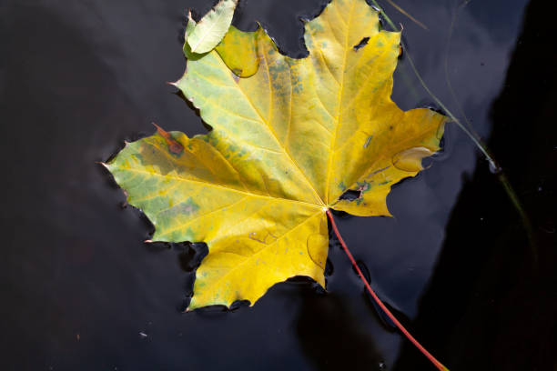 istock Yellow maple leaf lies on water close-up 1280599690