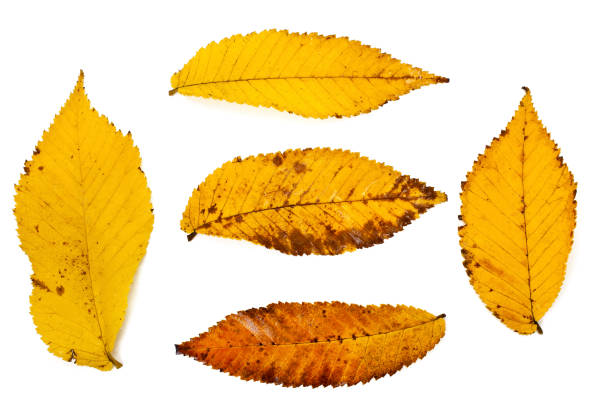 istock Yellow lacebark elm leaves 1280601829