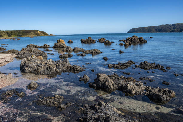 istock Clear water at Whitireia Park in springtime 1280602360