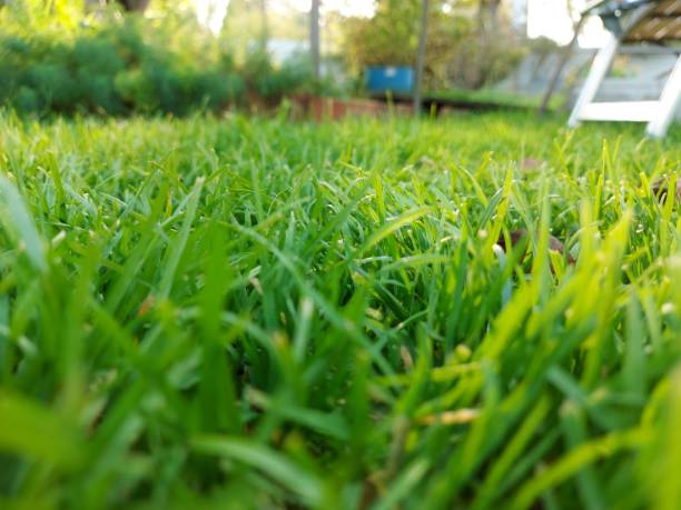 istock Juicy green grass top view close-up. Natural herbal background. 1280602493