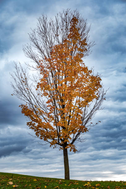 istock Canadian forest multicolour autumn leaves 1280602665