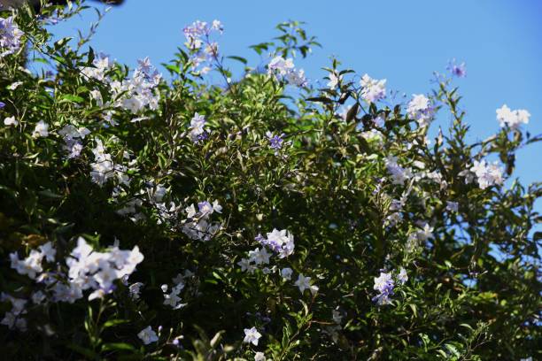 istock Solanum jasminoides flowers 1280604073