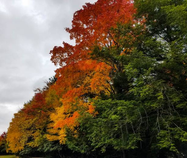 istock Beautiful fiery colored trees 1280604447