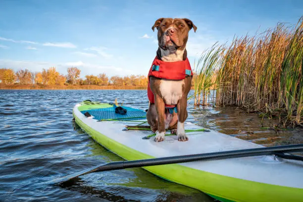 Pit bull terrier dog in a life jacket on an inflatable stand up paddleboard, fall  in northern Colorado, travel and vacation with your pet  concept
