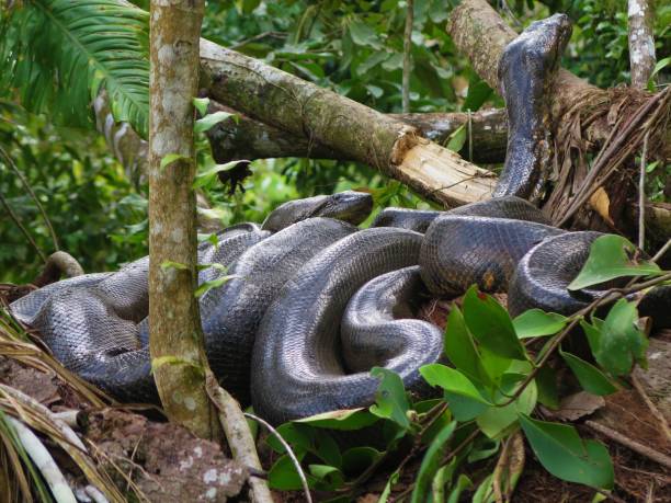 Anacondas mating Mating snakes ashore a lake in the rainforest anaconda snake stock pictures, royalty-free photos & images