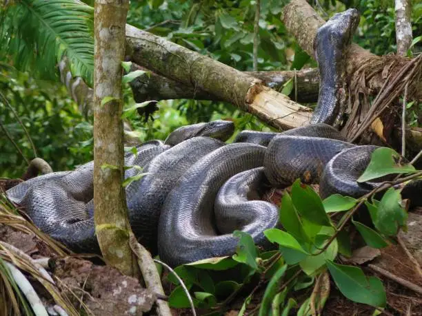 Photo of Anacondas mating