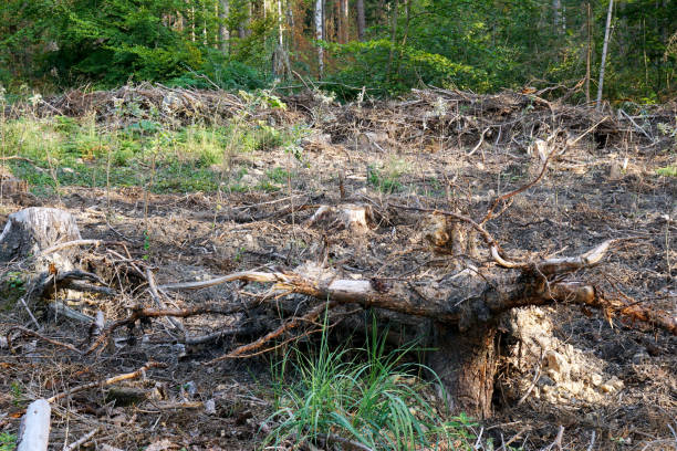 istock Uprooted area with new saplings in a forest 1280608338