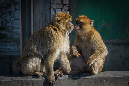 Two Macaques together almost kissing