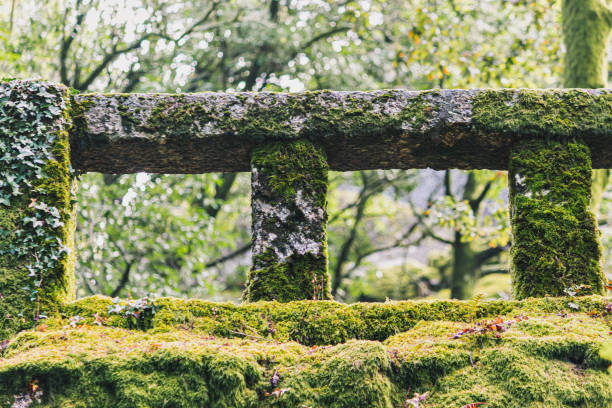 the forest around the shrine of senhora da penha - growth tree spirituality tranquil scene imagens e fotografias de stock