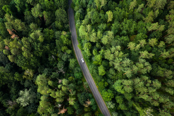 istock Road in forest, aerial view 1280612871