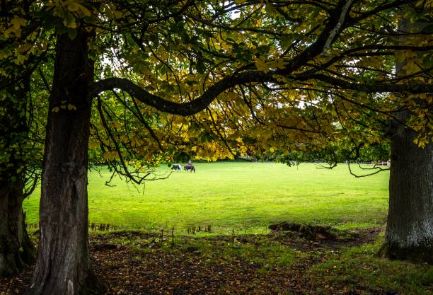 istock Autumn Leaves & Scottish Countryside. 1280614584