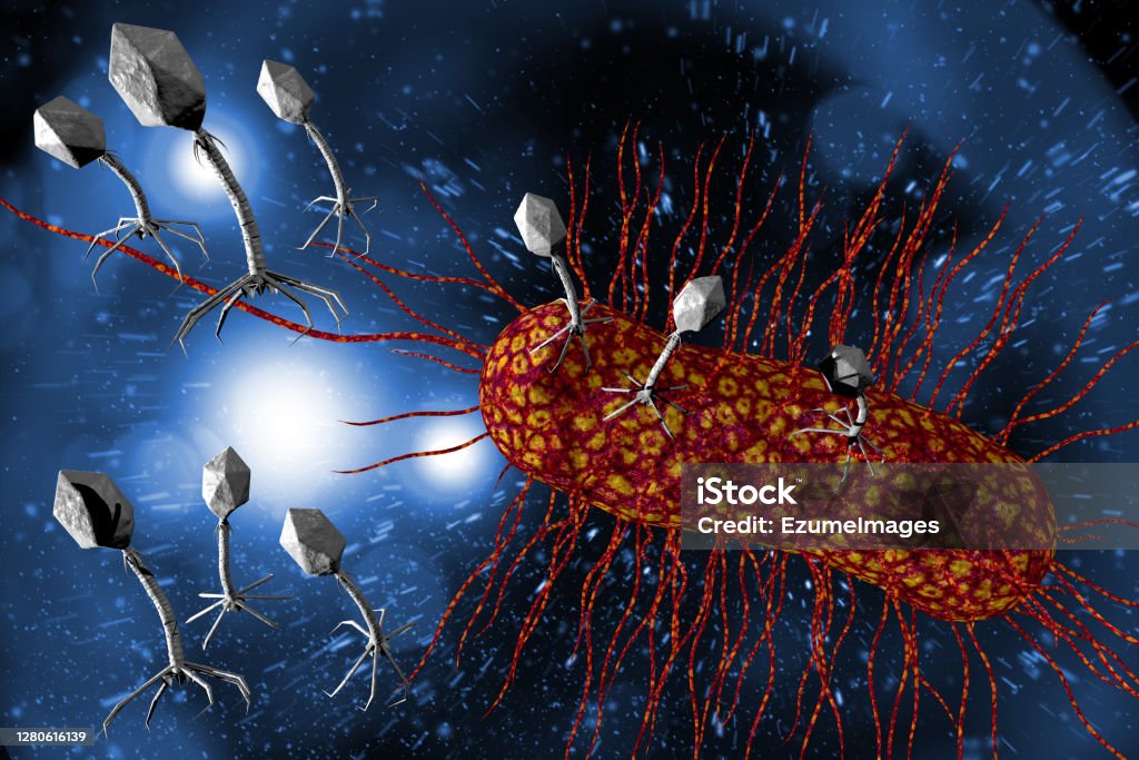 Bacteriophage Virus 3D Illustration Closeup bacteriophage virus attacking bacteria cells 3D illustration Animals Attacking Stock Photo