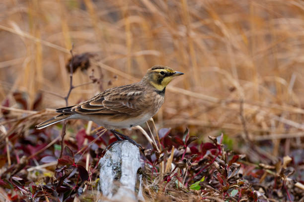 istock Horned Lark in its natural habitat 1280619105