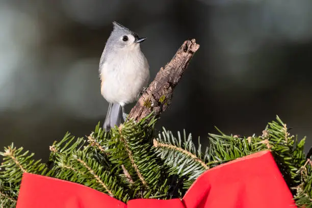Tufted Titmouse Playing with a Merry Christmas Wreath