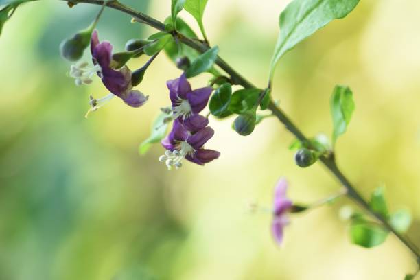 istock Find & Replace Seasonal background maWolf berry (Goji berry / Lycium chinense) flowers 1280620533