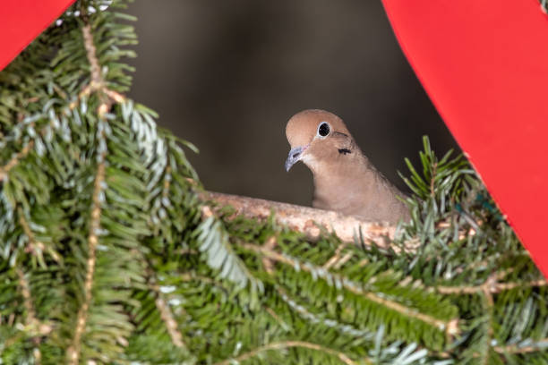 Mourning Dove Playing with a Merry Christmas Wreath