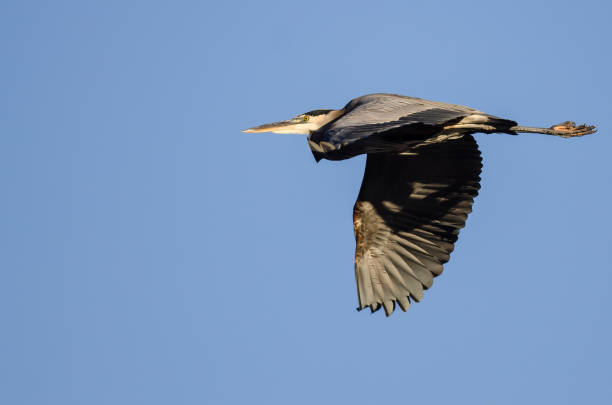 istock Great Blue Heron Flying in a Blue Sky 1280620700