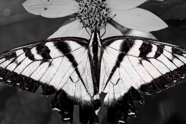 istock Eastern Tiger Swallowtail Butterfly Sipping Nectar from the Accommodating Flower 1280620828