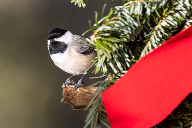 istock Carolina Chickadee Playing with a Merry Christmas Wreath 1280620939