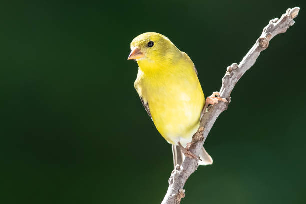 american goldfinch perched on a tree branch - american goldfinch branch perching finch imagens e fotografias de stock