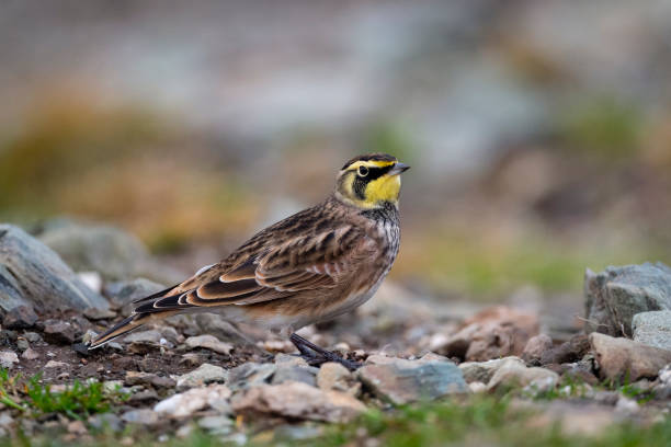 istock Horned Lark in its natural habitat 1280621331