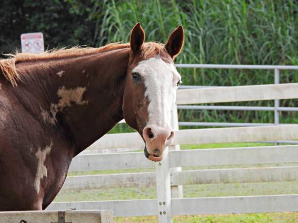 A close up of a handsome appaloosa horse, between two boards of a wooden fence.