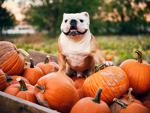 An English bulldog sitting in a pumpkin wagon.