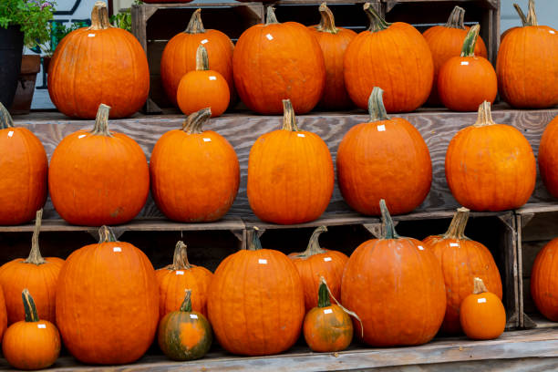 istock Small orange pumpkin with long stem 1280625927