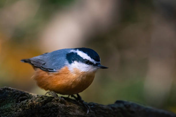 istock Red-Breasted Nuthatch pereched in tree 1280626492