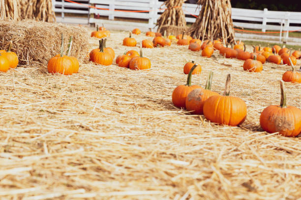 istock Pumpkins on a bed of hay patch 1280626599