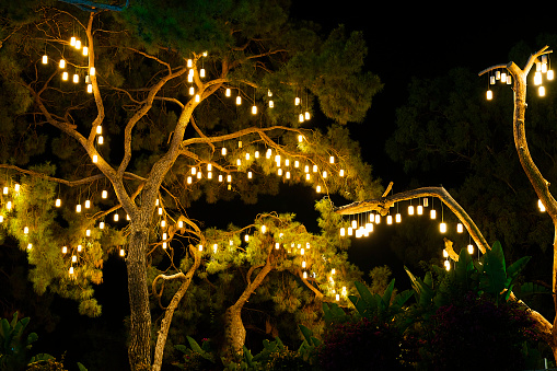 Christmas, Tree, Lights, New year, decoration