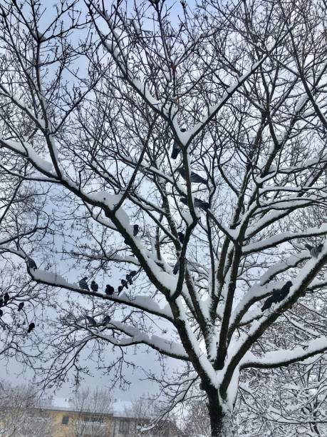 istock Munich city under the snow. 1280627650