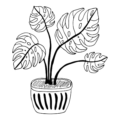 Black outline indoor plant with large leaves in modern pot isolated on white background. Vector hand drawn monstera botanical illustration.