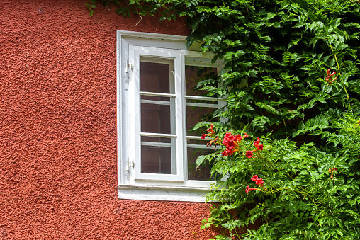 Window and ivy, home overgrown with plants and flowers. Wall of rural cottage or city building with wooden window in summer. Detail of beautiful house covered by green foliage outdoor.