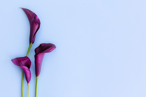 Beautiful dark purple Calla Lilies flowers on a light blue background.  Flat lay. Place for text.