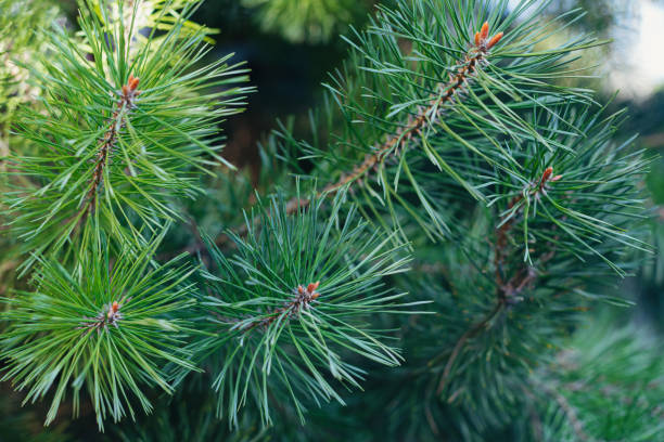 istock Fluffy pine tree branch. Christmas background, wallpaper. 1280634130