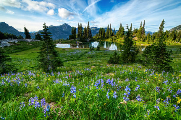istock Alpine Lake with Wildflowers 1280639268