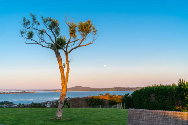 istock One lone olive tree standing on rise overlooking Waitemata Harbour 1280640945