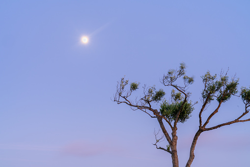 One olive tree with blurred leaves in morning breeze standing against dawn sky with moon