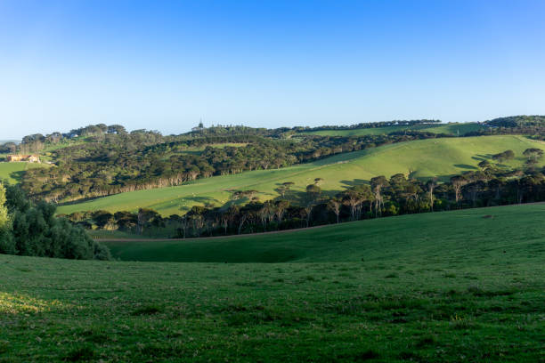 istock Waiheke landscape in early morning light. 1280640973