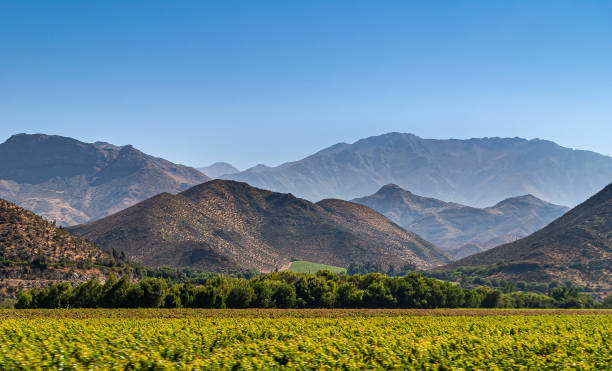 landschaft mit weinberg vor den bergen, vicuna, chile. - coquimbo region stock-fotos und bilder