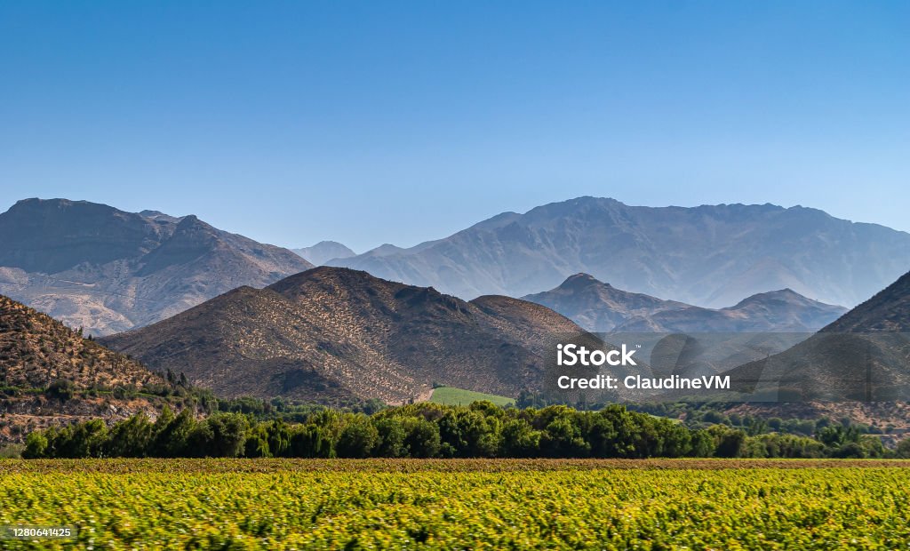 Landscape with vineyard in front of mountains, Vicuna, Chile. Vicuna, Chile - December 7, 2008: landscape of brown mountains and green vineyard bathing in sun in Andes along highway 41 under deep blue sky. Chile Stock Photo